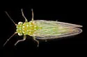 Craspedolepta flavida - photo 2