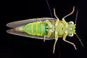 Craspedolepta flavida - photo 3