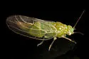 Craspedolepta flavida - photo 4