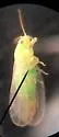 Craspedolepta furcata