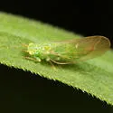 Craspedolepta furcata - photo 2