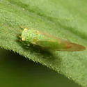 Craspedolepta furcata - photo 3