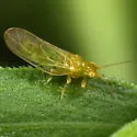 Craspedolepta furcata - photo 4