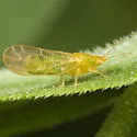Craspedolepta furcata - photo 5