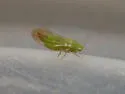 Craspedolepta gutierreziae