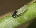 Craspedolepta gutierreziae - photo 2