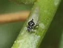 Craspedolepta gutierreziae - photo 3