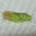 Craspedolepta lapsus