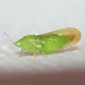 Craspedolepta lapsus - photo 2