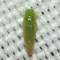 Craspedolepta lapsus - photo 3
