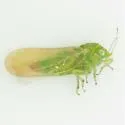 Craspedolepta lapsus - photo 4