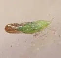 Craspedolepta maculidracunculi