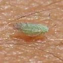 Craspedolepta martini