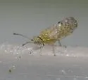 Craspedolepta martini - photo 2