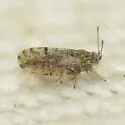 Craspedolepta martini - photo 3