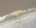 Craspedolepta minutissima - photo 2