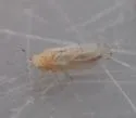 Craspedolepta minutissima - photo 3