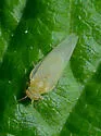 Craspedolepta nebulosa - photo 2