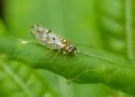 Craspedolepta nebulosa - photo 3