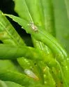 Craspedolepta nebulosa - photo 4