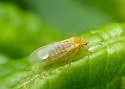 Craspedolepta nebulosa - photo 5