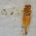 Craspedolepta pulchella