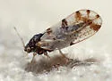 Craspedolepta pulchella - photo 4