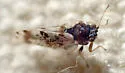 Craspedolepta pulchella - photo 5