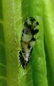Craspedolepta schwarzi