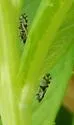 Craspedolepta schwarzi - photo 2