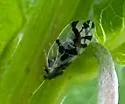 Craspedolepta schwarzi - photo 3