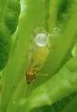 Craspedolepta schwarzi - photo 4