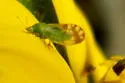 Craspedolepta sonchi - photo 2