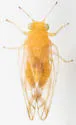 Craspedolepta sonchi - photo 3