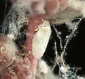 Craspedolepta suaedae - photo 2