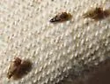 Craspedolepta suaedae - photo 4