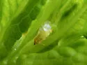 Craspedolepta subpunctata - photo 2