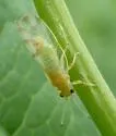 Craspedolepta subpunctata - photo 3