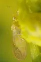 Craspedolepta veaziei