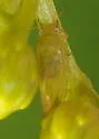 Craspedolepta veaziei - photo 2
