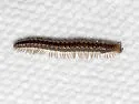 Craspedosoma rawlinsii