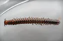 Craspedosoma rawlinsii - photo 4