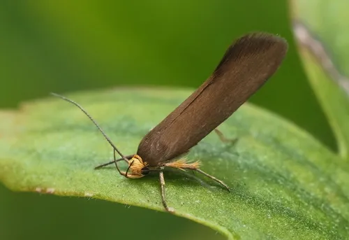 Crassa unitella