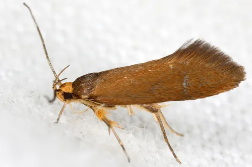 Crassa unitella - photo 4