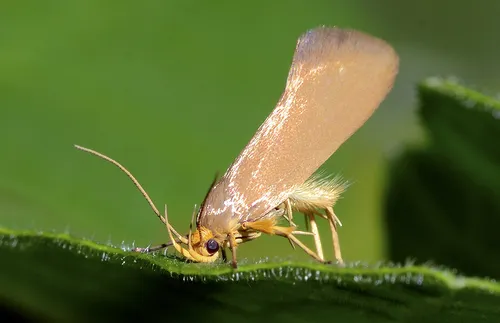 Crassa unitella - photo 5