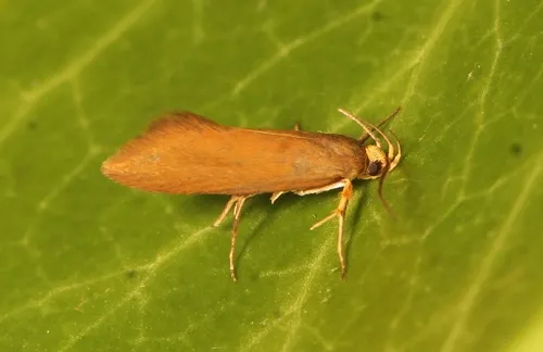 Crassa unitella - photo 6