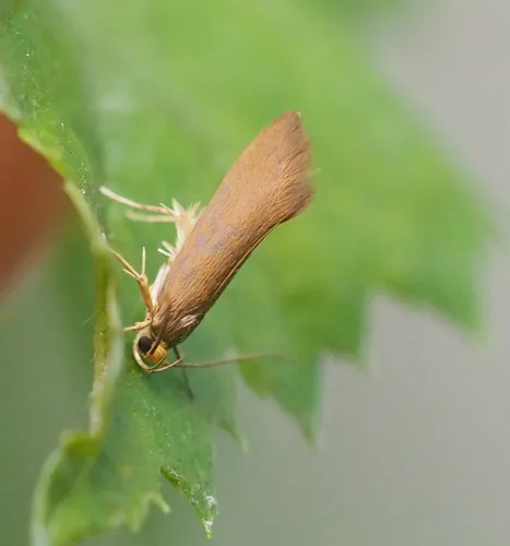 Crassa unitella - photo 7