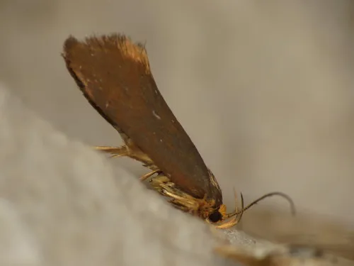 Crassa unitella - photo 8