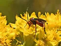 Crassomicrodus clypealis