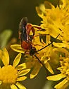 Crassomicrodus clypealis - photo 2